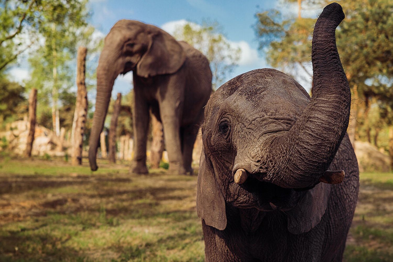 Safaripark Beekse Bergen Hilvarenbeek Eintrittskarten F R Den