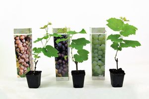 Lot de 3 plants de vigne (20 - 40 cm)