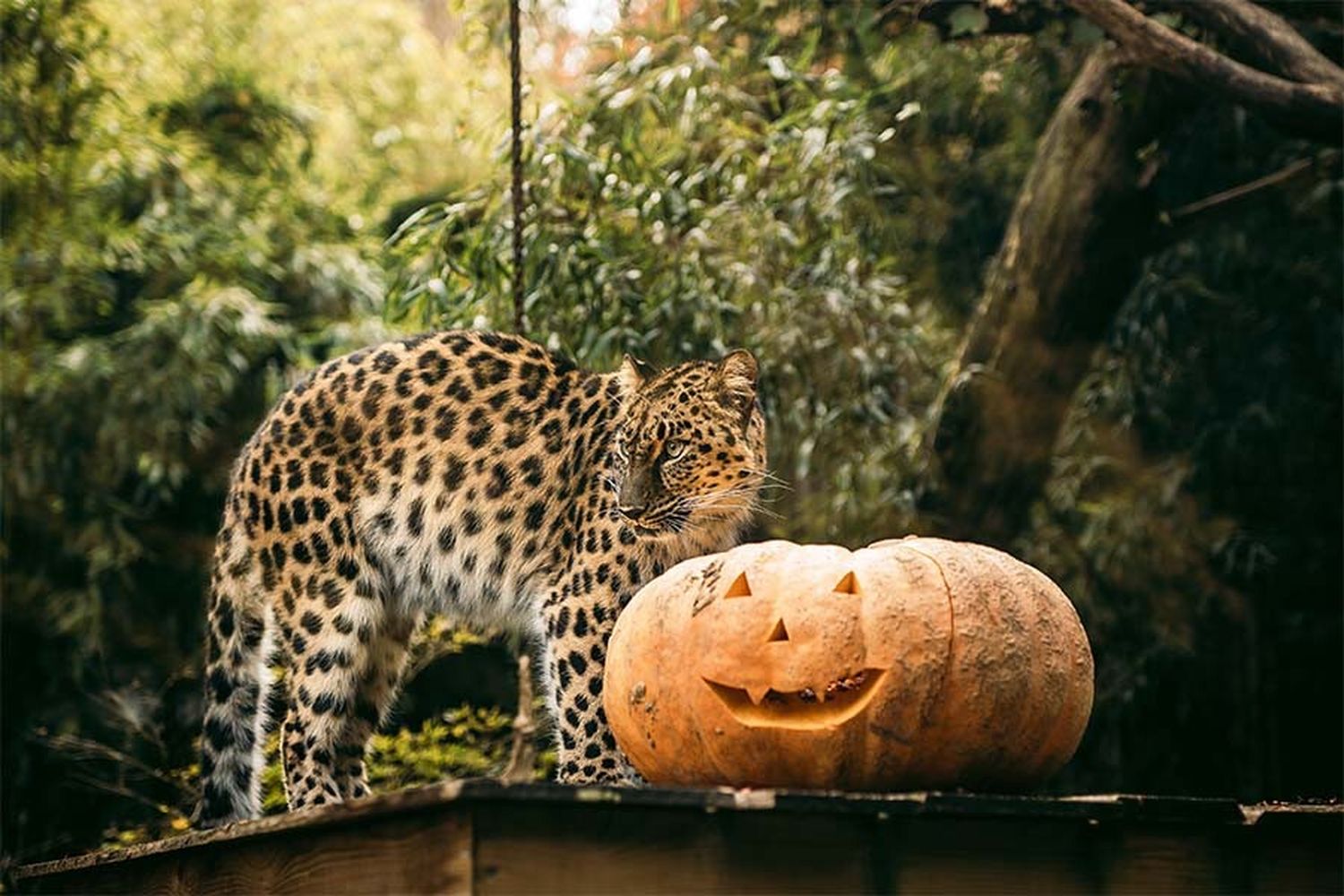 bellewaerde halloween