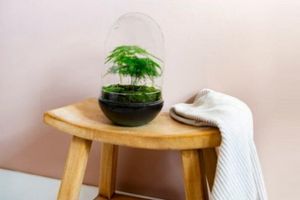 Mini-ecosysteem met sierasperge (do it yourself-pakket)