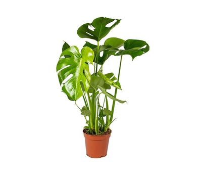 Monstera Deliciosa-gatenplant (50 - 60 cm)