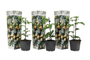 Set van 3 Passievruchtplanten (20 - 30 cm)