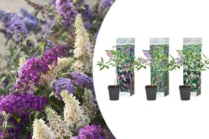 3 arbustes à papillons pour ton jardin (20 - 30 cm)