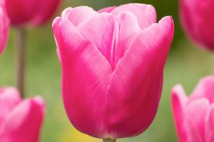 Roze bloembollenmix voorjaar (125 stuks)