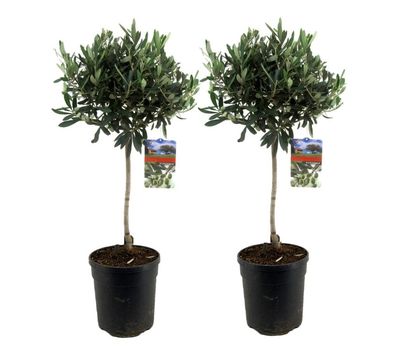 Set van 2 olijfbomen op stam (70 - 90 cm)