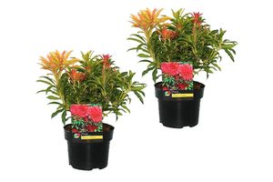 2 plantes d'extérieur Pieris Forest Flame (25 - 40 cm)