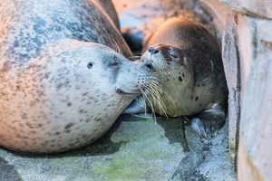 WILDLANDS Adventure Zoo Emmen voor 2 personen