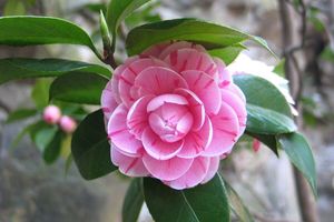Set van 3 Camellia Japonica planten (20 - 30 cm)