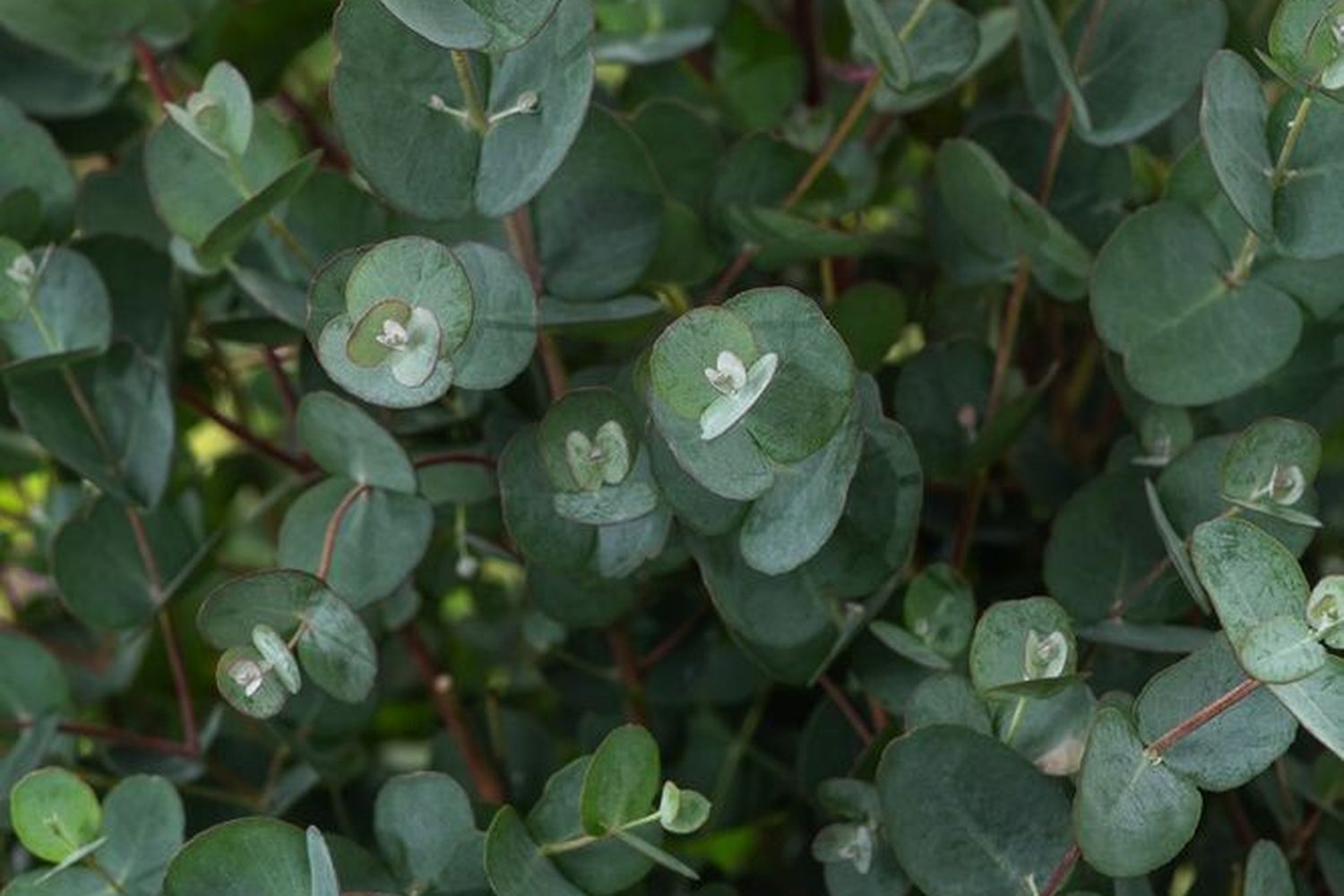 Eucalyptus Gunnii 60cm, Livraison plantes d'extérieur