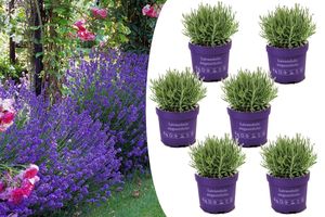 6 winterharde lavendelplanten (10 - 15 cm)