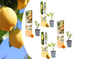 Set van 4 citrusplanten (25 - 40 cm)