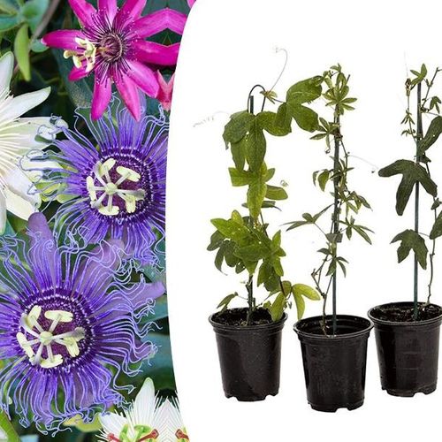 Set van 3 Passiflora-planten (15 - 35 cm)