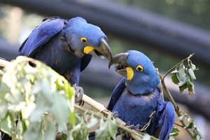 Tickets für den Grünen Zoo in Wuppertal (2 Personen)