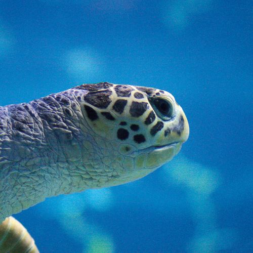 Uniek: peter of meterschap zeeschildpad Cracker