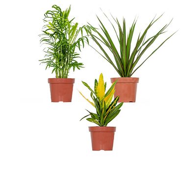 Set van 3 luchtzuiverende kamerplanten (20 - 40 cm)