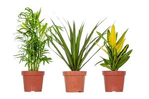 3 plantes d'intérieur purificatrices d'air