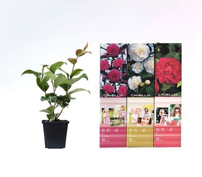 Set van 3 Camellia Japonica planten (20 - 30 cm)