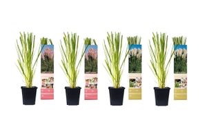 Set van 4 Pampasgras-planten (25 - 40 cm)