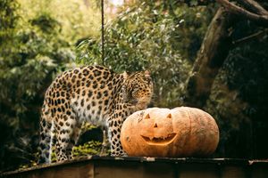 Halloween bij Bellewaerde Park in Ieper, België voor 2 personen