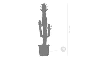 Cactus euphorbe (60 - 70 cm)