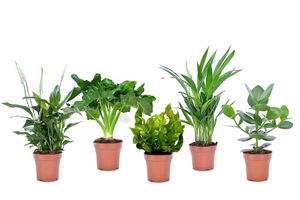 Set van 5 luchtzuiverende kamerplanten (20 - 45 cm)