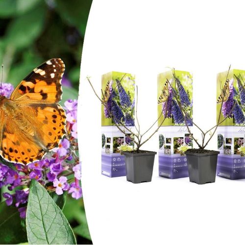 Set van 3 vlinderplanten