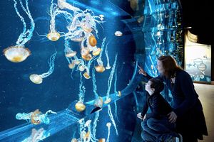 Duoticket voor Nausicaá, Europa's grootste aquarium