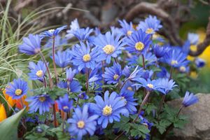 Blauwe bloembollenmix voorjaar (125 stuks)
