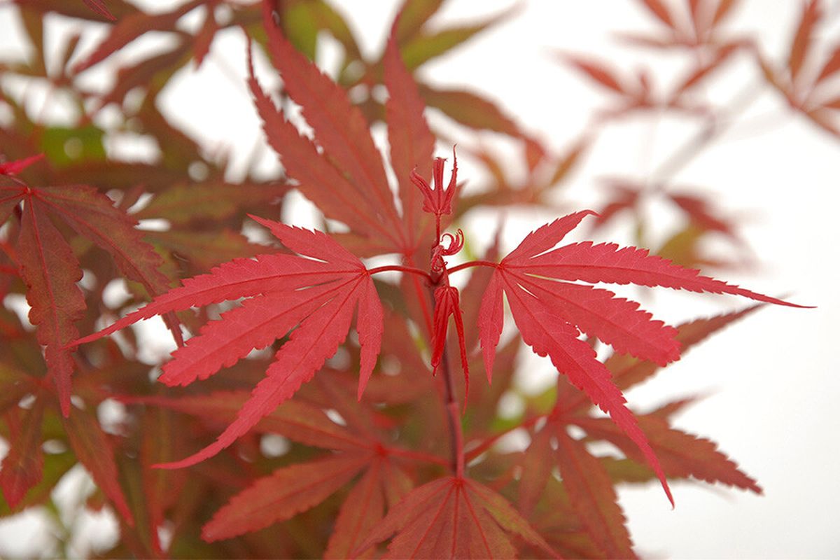 Japanse Esdoorn Tot Cm Acer Palmatum Japanse Esdoorn Op Stam