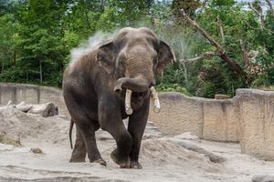 WILDLANDS Adventure Zoo Emmen voor 2 personen