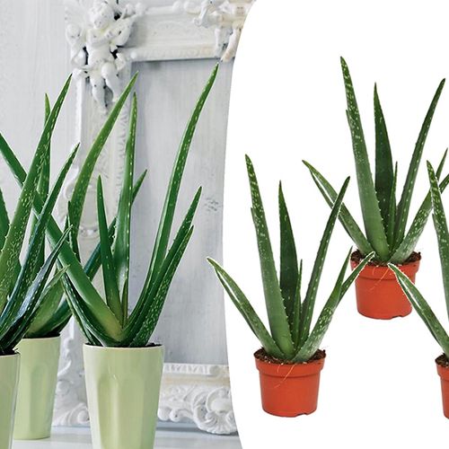 Set van 3 Alo� Vera-planten (25 - 30 cm)