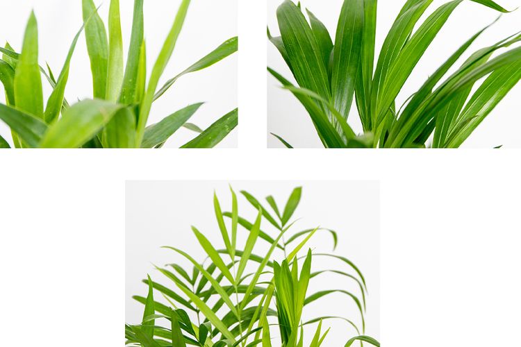 tropische palmen planten kamerplanten