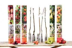 Set van 5 verschillende fruitbomen (85 - 100 cm)