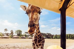 Safaripark Beekse Bergen tickets voor 2 personen (NL)