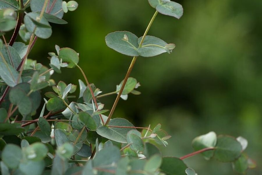 Eucalyptus Gunnii 60cm, Livraison plantes d'extérieur