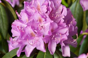 Mix van 4 kleuren rhododendron buitenplanten