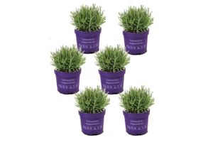 6 winterharte Lavendelpflanzen (10 - 15 cm)