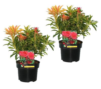 2 plantes d'extérieur Pieris Forest Flame (25 - 40 cm)