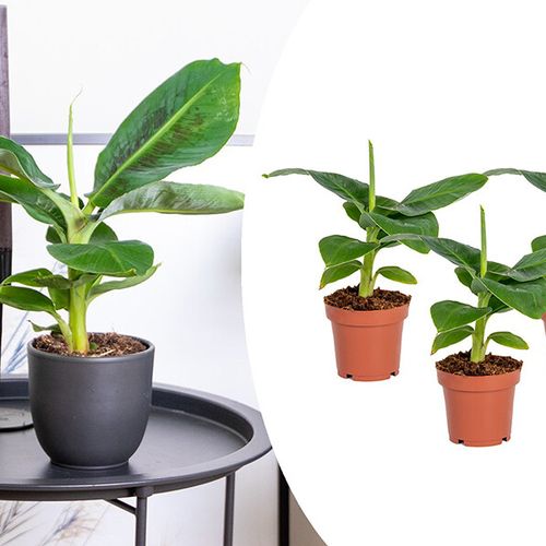 Bananenplant – 3 stuks (25 – 35 cm)