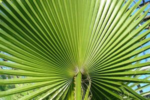 Grand Palmier du Mexique (70 - 90 cm)