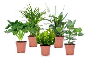 Lot de 5 plantes purificatrices de l’air (20 - 45 cm)