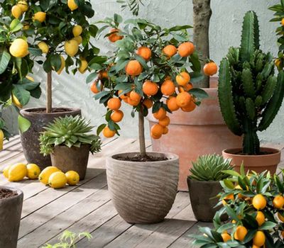3 citrusplanten