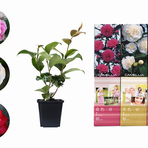 Set van 3 Camellia Japonica planten