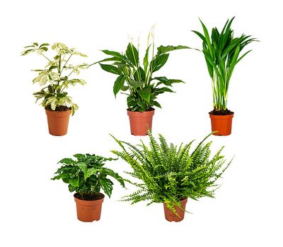 5 plantes d'intérieur purificatrices d'air (30 - 40 cm)