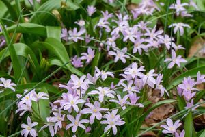 Bloembollenmix 'Bee & Butterfly Lilac Wonder' (50 stuks)