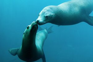Duoticket für Nausicaá, Europas größtes Aquarium