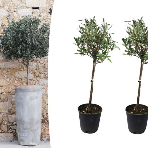 SlaJeSlag 2 olijfboompjes op stam (60 - 80 cm)