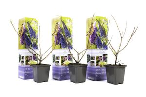 Set van 3 Vlinderplanten Buddleja (20 - 30 cm)
