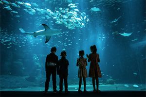 Duoticket für Nausicaá, Europas größtes Aquarium
