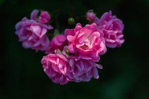 Polyantha roos set van 3 (30 - 38 cm)